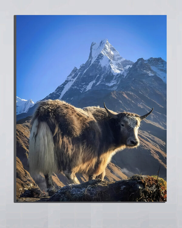 Himalayan Yak Poster (2x3 Fit)