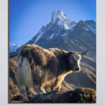 Himalayan Yak Poster (2x3 Fit)
